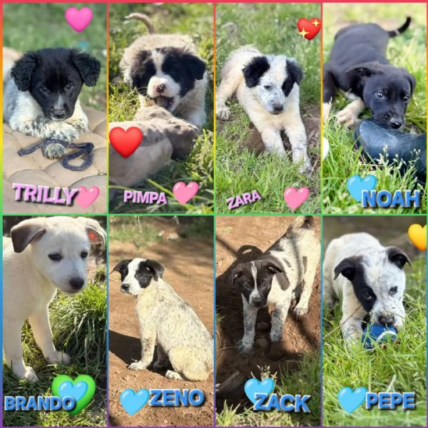 CUCCIOLI CERCANO CASA 