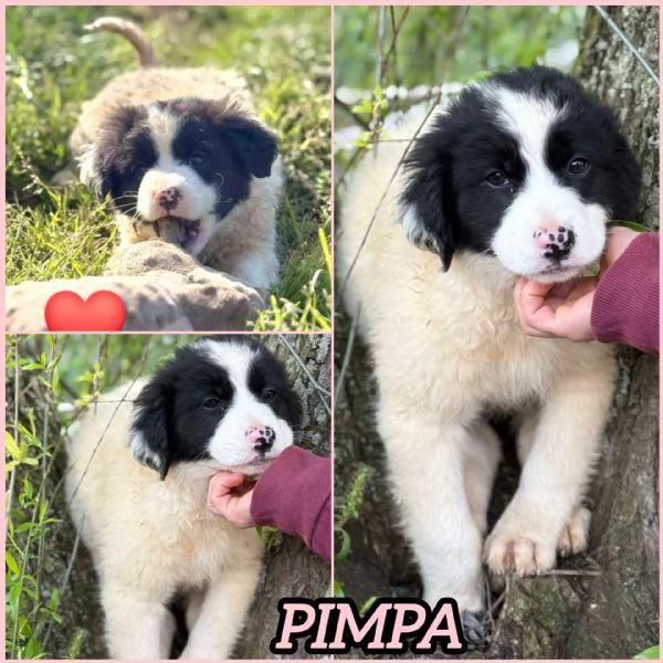 UNA MAMMA PER PIMPA