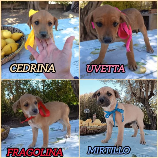 TAGLIE PICCOLE CERCANO CASA 