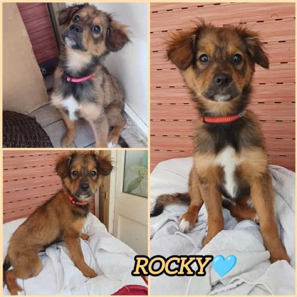 UNA MAMMA PER ROCKY 