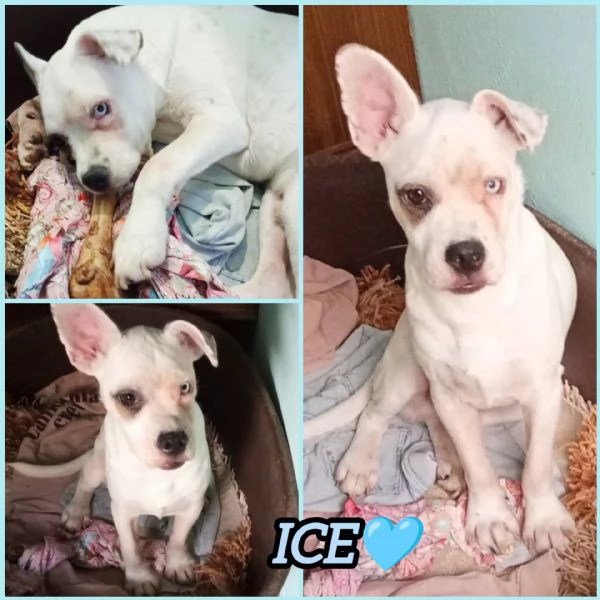UNA MAMMA PER ICE