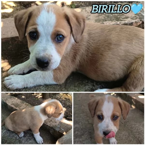 UNA MAMMA PER BIRILLO
