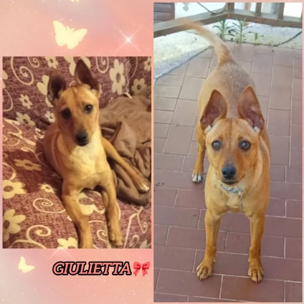 GIULIETTA TAGLIA PICCOLA 