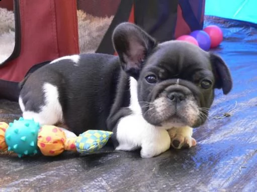 adorabili cuccioli di bulldog francese | Foto 0