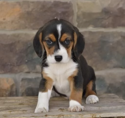 splendida cucciolata, nati in casa | Foto 0