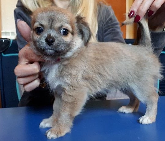 chihuahua toy cuccioli