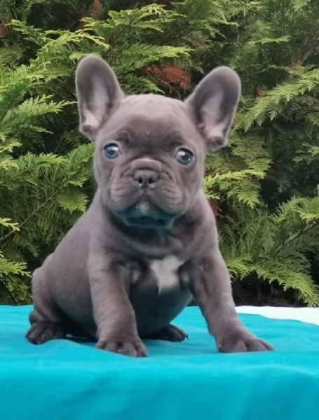 splendida bulldog francese