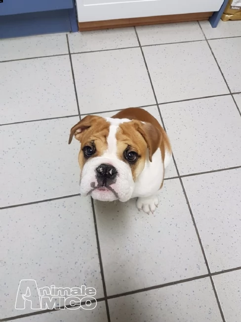 regalo cuccioli di bulldog inglese | Foto 1