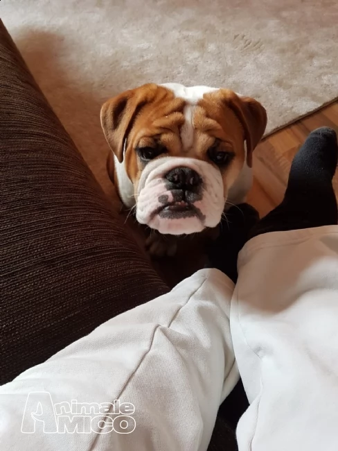 regalo cuccioli di bulldog inglese | Foto 0