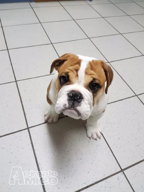 regalo cuccioli di bulldog inglese