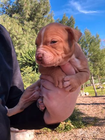 cuccioli di pitbull | Foto 2