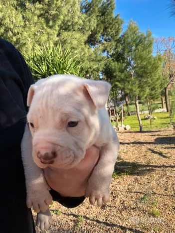 cuccioli di pitbull | Foto 1