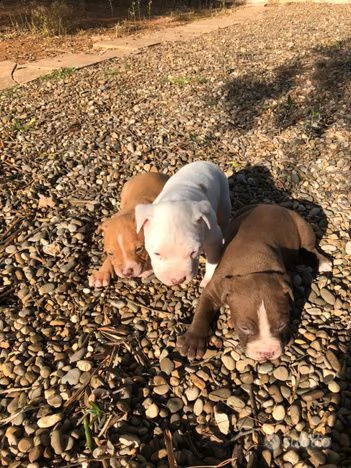 cuccioli di pitbull | Foto 0