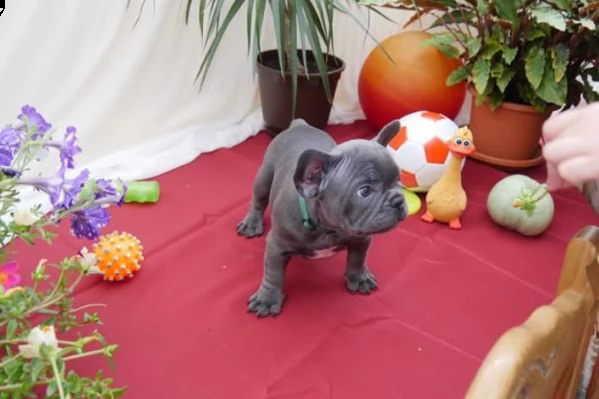 bulldog francese | Foto 0