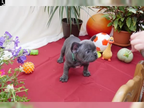 bulldog francese