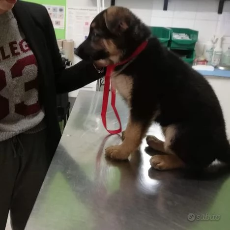 cucciola pastore tedesco | Foto 0
