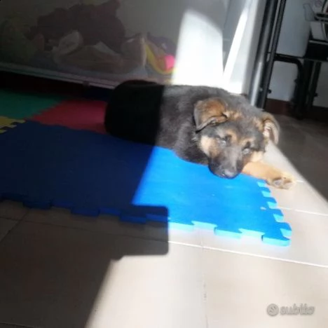 cucciola pastore tedesco