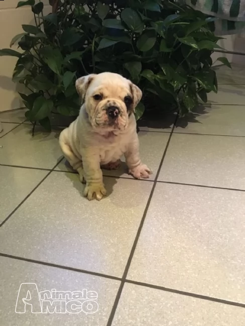 bulldog inglese dolci cuccioli | Foto 2