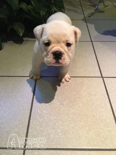 bulldog inglese dolci cuccioli | Foto 1