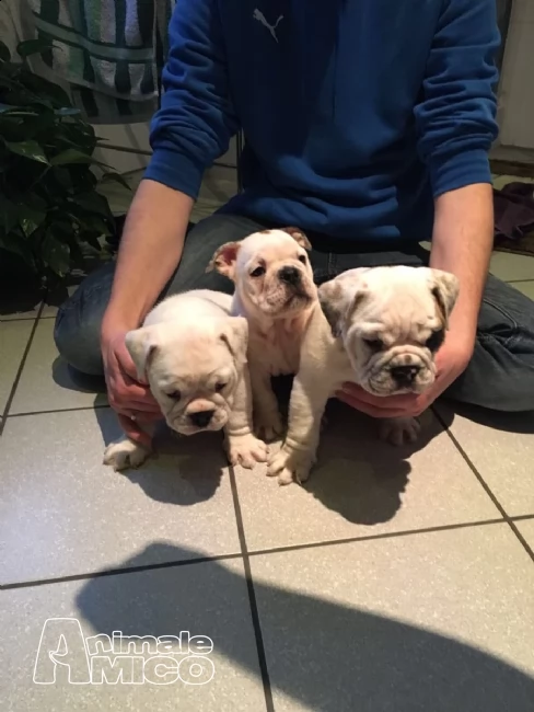 bulldog inglese dolci cuccioli