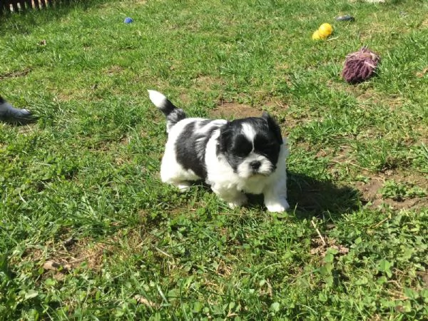  adorabile maschio e femmina shih tzu disponibile  | Foto 0