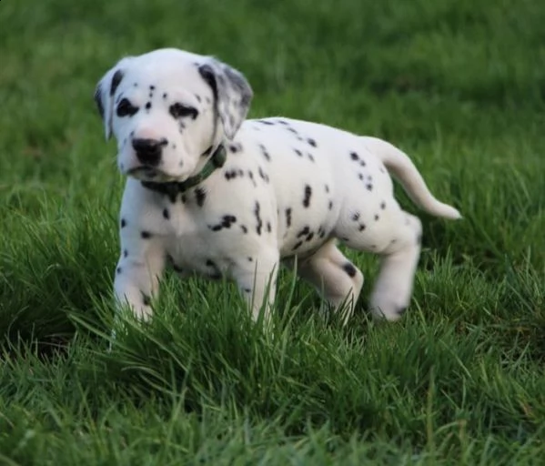 ( 2 )c.uccioli dalmata con pedigree 
