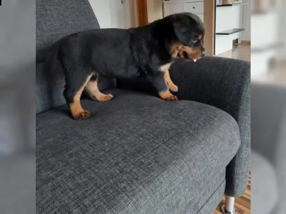  bellissimi cuccioli di rottweiler disponibili per una nuova casa!  | Foto 0