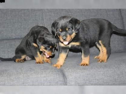  bellissimi cuccioli di rottweiler disponibili per una nuova casa! 