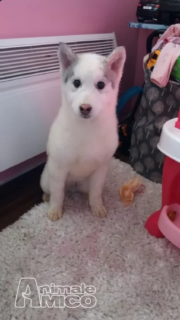 lili e ballo disponibile splendida cucciolata di sibe (2) siberian husky cucciolata occhi azzurri)%% | Foto 3