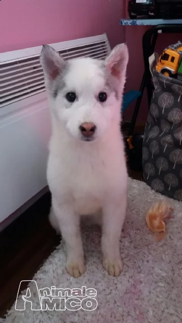 lili e ballo disponibile splendida cucciolata di sibe (2) siberian husky cucciolata occhi azzurri)%%