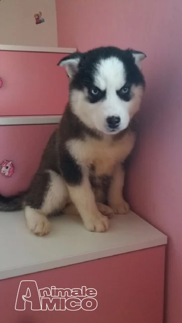 lili e ballo disponibile splendida cucciolata di sibe (2) siberian husky cucciolata occhi azzurri)%% | Foto 2