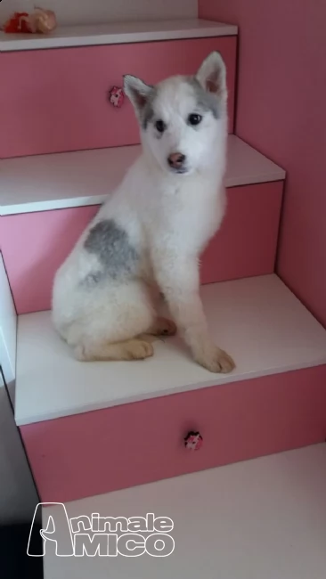 lili e ballo disponibile splendida cucciolata di sibe (2) siberian husky cucciolata occhi azzurri)%% | Foto 1
