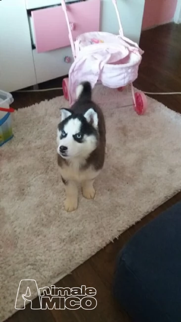lili e ballo disponibile splendida cucciolata di sibe (2) siberian husky cucciolata occhi azzurri)%% | Foto 0