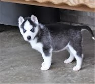 meravigliosi cuccioli di siberian husky