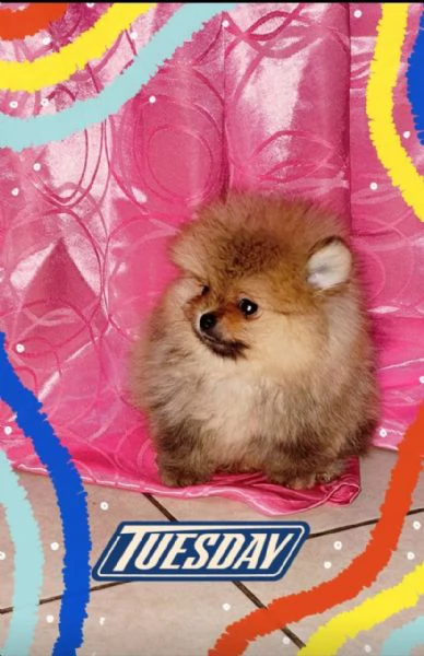 spitz tedesco nano - volpino della pomerania toy 