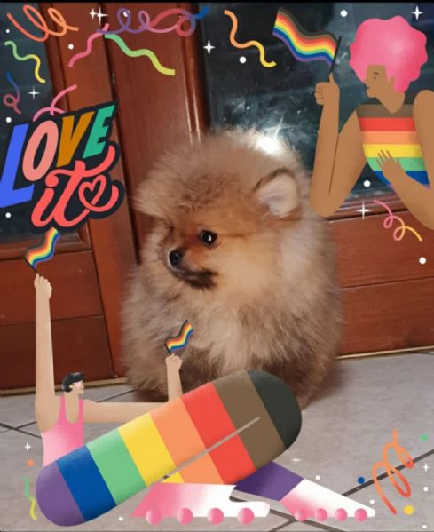 spitz tedesco nano - volpino della pomerania toy  | Foto 1