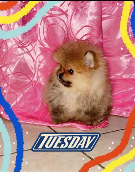 spitz tedesco nano - volpino della pomerania toy  | Foto 0