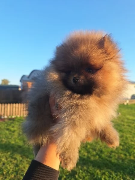 Spitz Tedesco Nano pomerania  | Foto 3