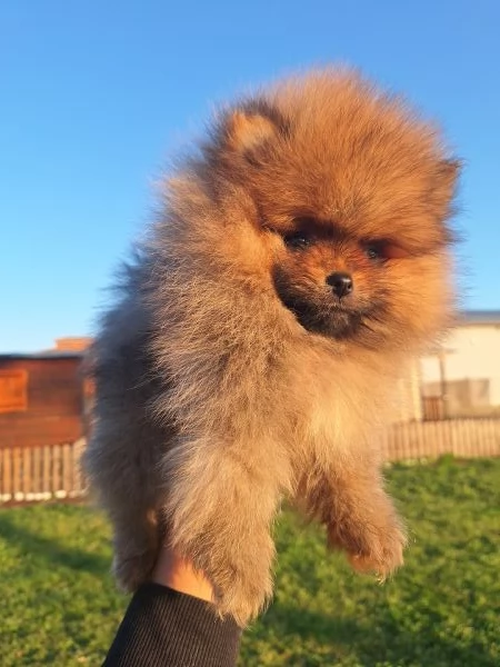 Spitz Tedesco Nano pomerania  | Foto 2