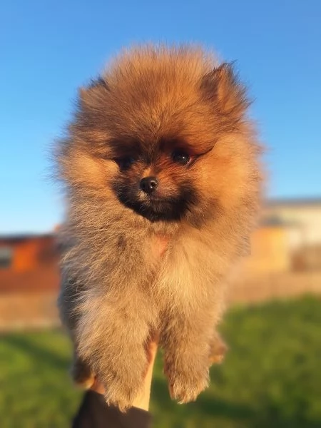 Spitz Tedesco Nano pomerania  | Foto 1
