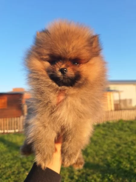Spitz Tedesco Nano pomerania  | Foto 0