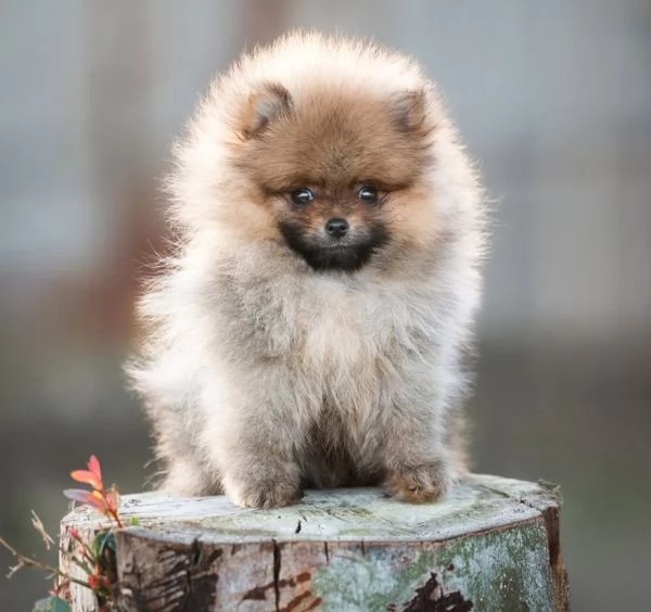 Spitz Tedesco Nano pomerania 