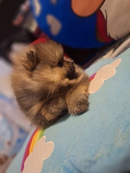 Cuccioli di pomerania  | Foto 2