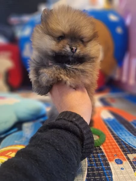 Cuccioli di pomerania  | Foto 1