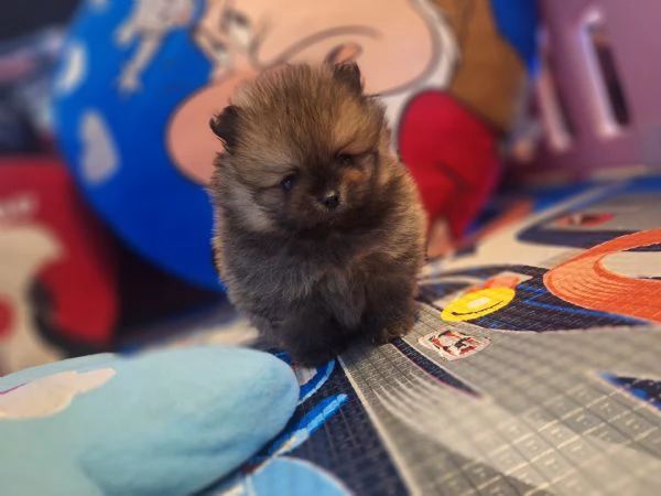 Cuccioli di pomerania  | Foto 0