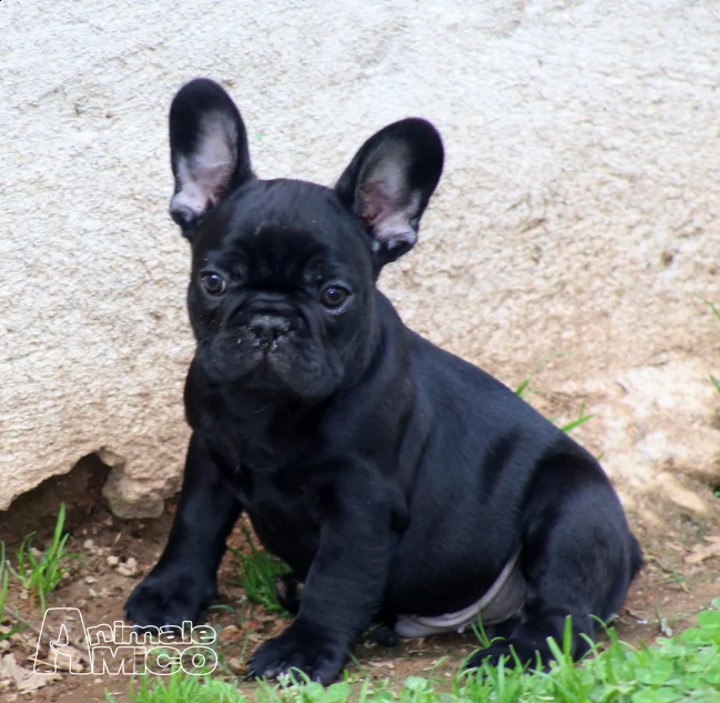!! dolcissimo cucciolo di bulldog francese!!!