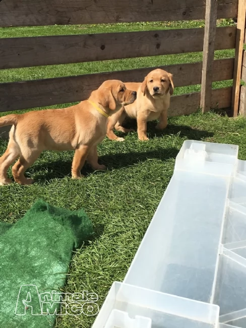 (2) due labrador retriever maschio e femmina. | Foto 1