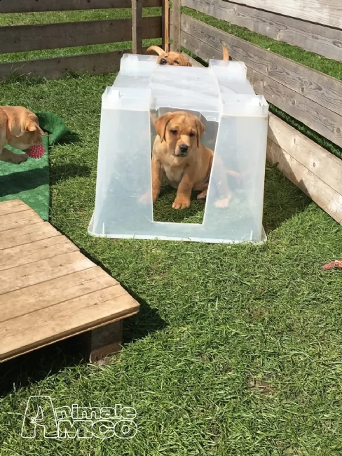 (2) due labrador retriever maschio e femmina.