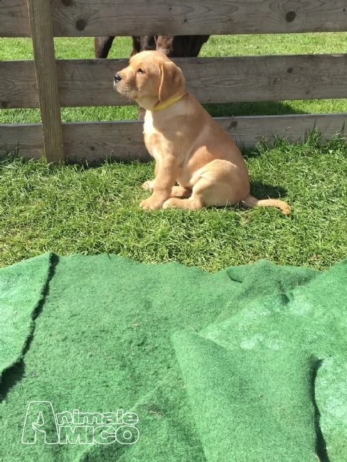 (2) due labrador retriever maschio e femmina. | Foto 0