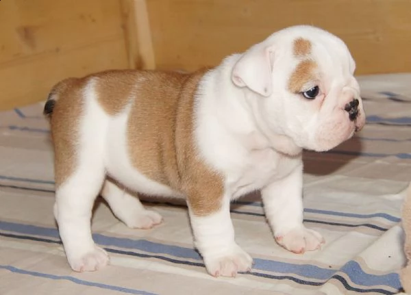 bulldog inglese con pedigree
